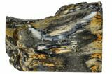 Mammoth Molar Slice With Case - South Carolina #106479-1